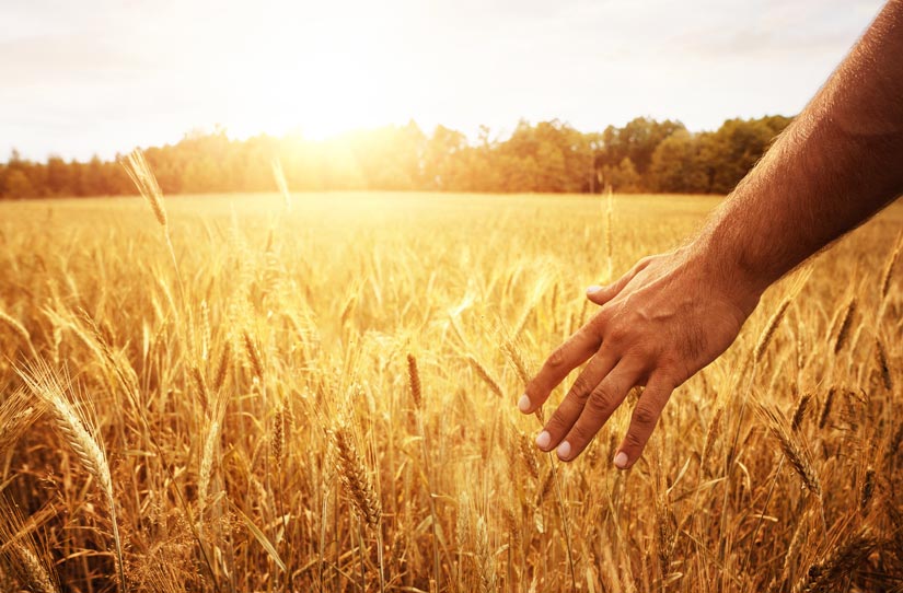 person standing on edge of golden field of wheat - neuroplasticity