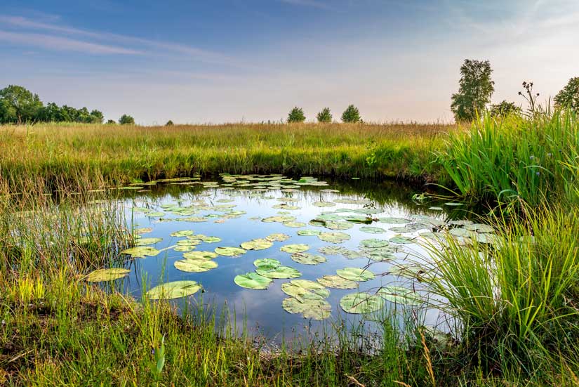 beautiful pond landscape - nature
