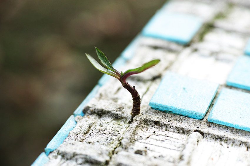 tiny seedling growing up through cracked tile - hope